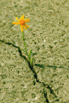 Eine Blume wächst aus einem Riss im geteerten Boden